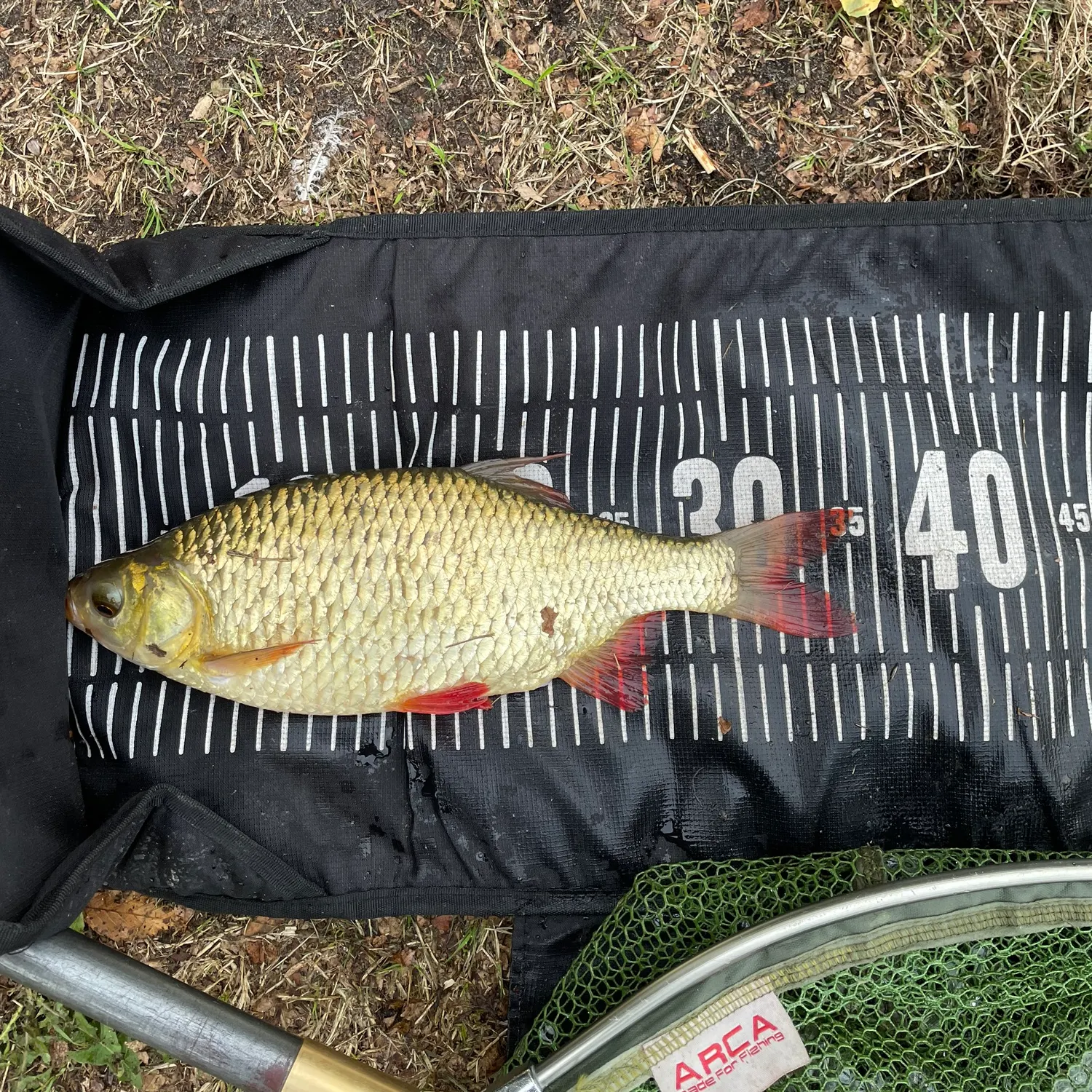 Common rudd caught on Fishbrain