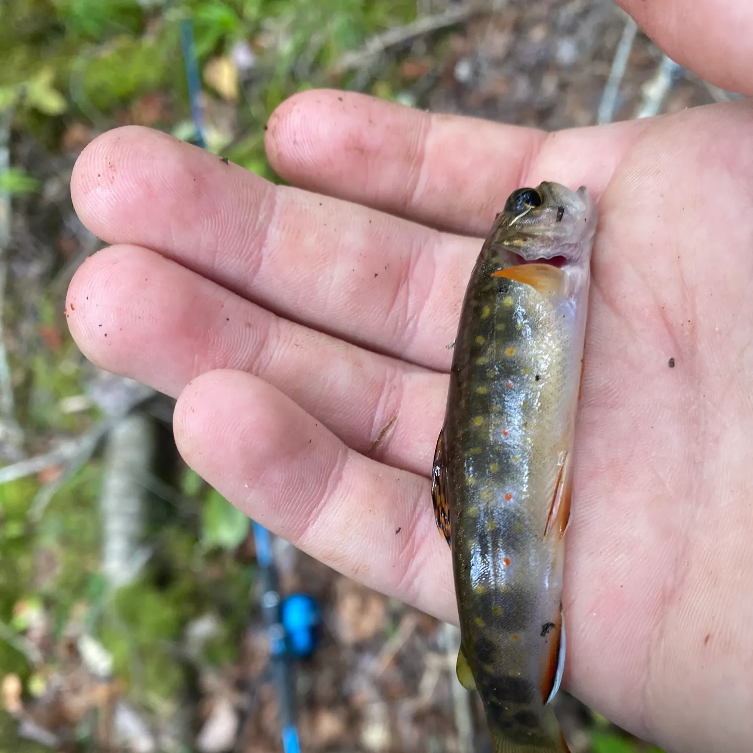 Brook trout caught on Fishbrain