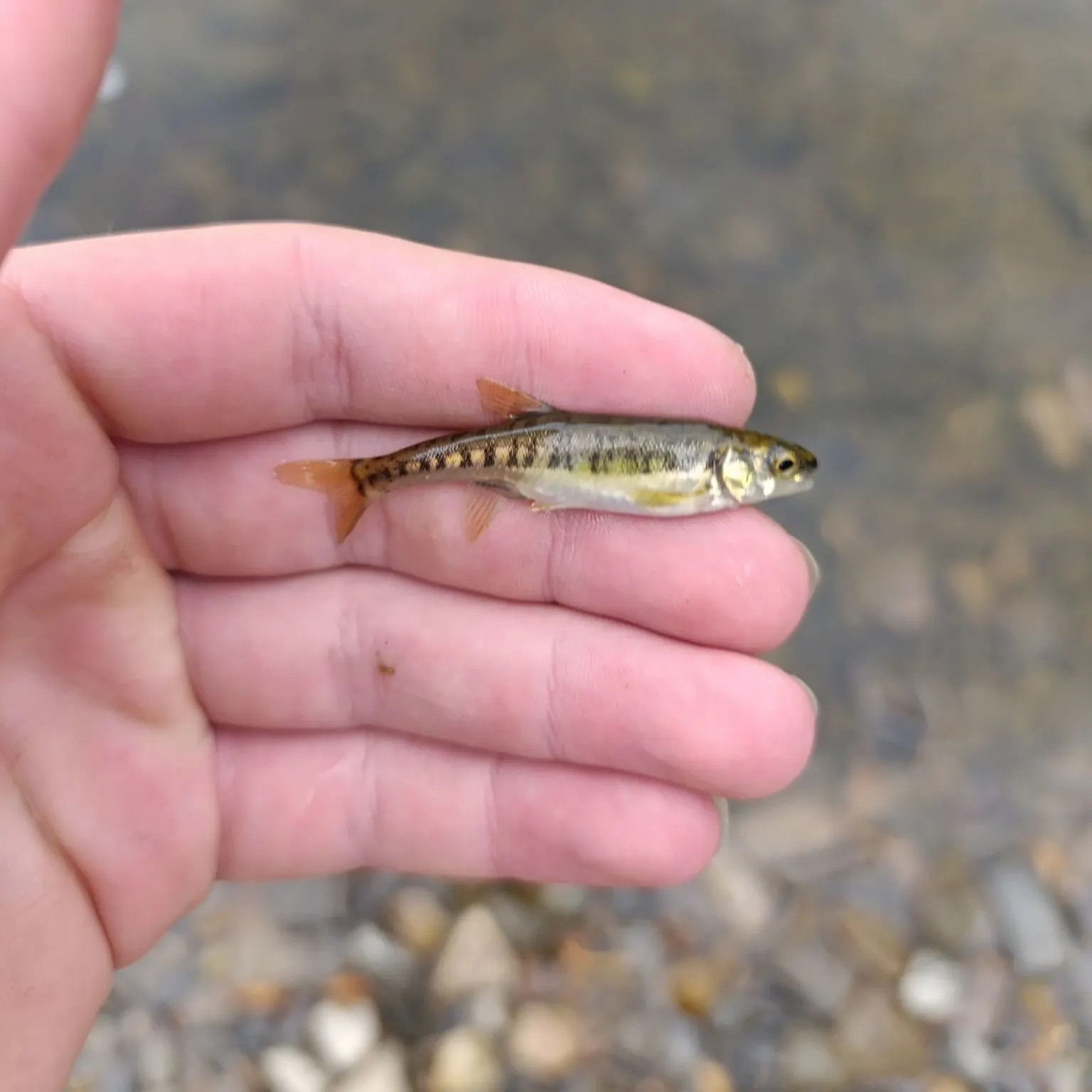 Eurasian minnow caught on Fishbrain