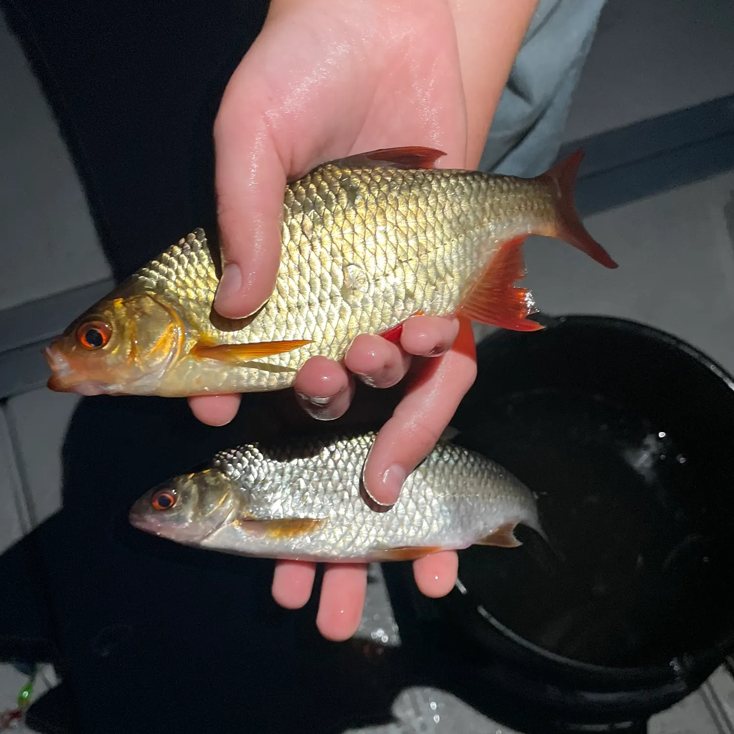 Common rudd caught on Fishbrain