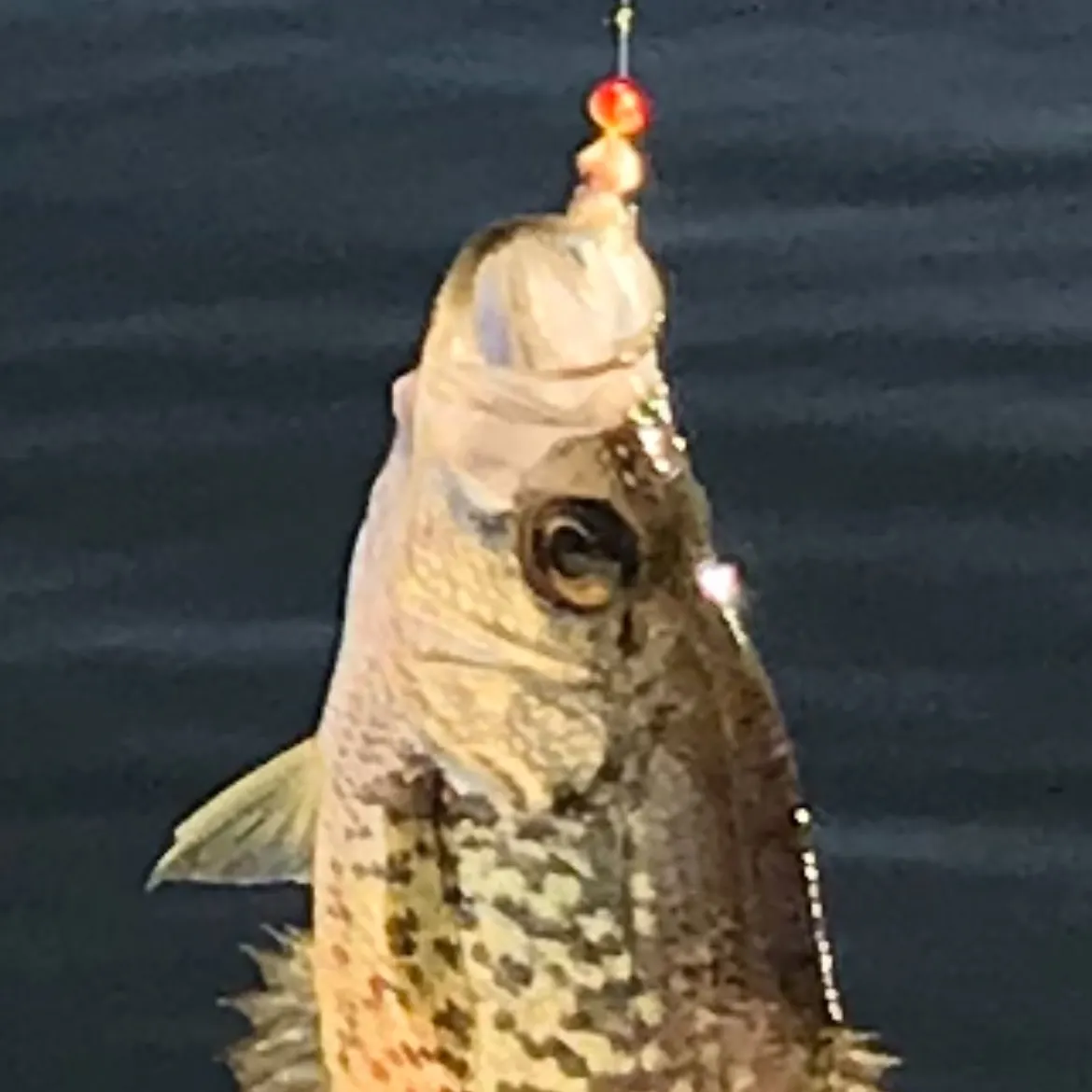 Black crappie caught on Fishbrain