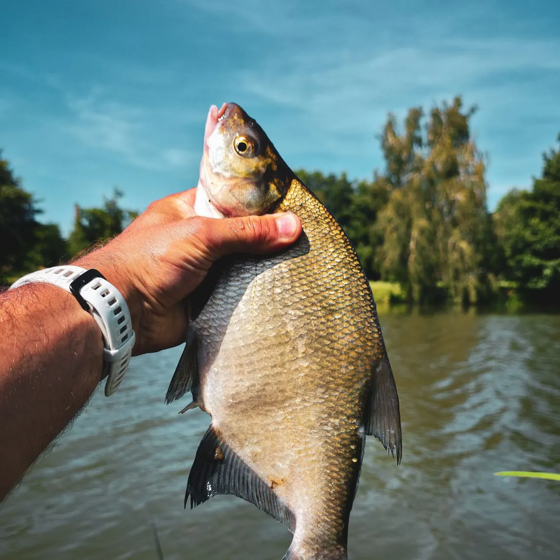 Common bream caught on Fishbrain
