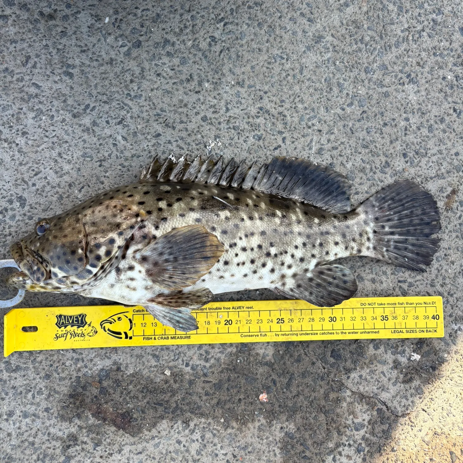 The most recent Malabar grouper catches on Fishbrain