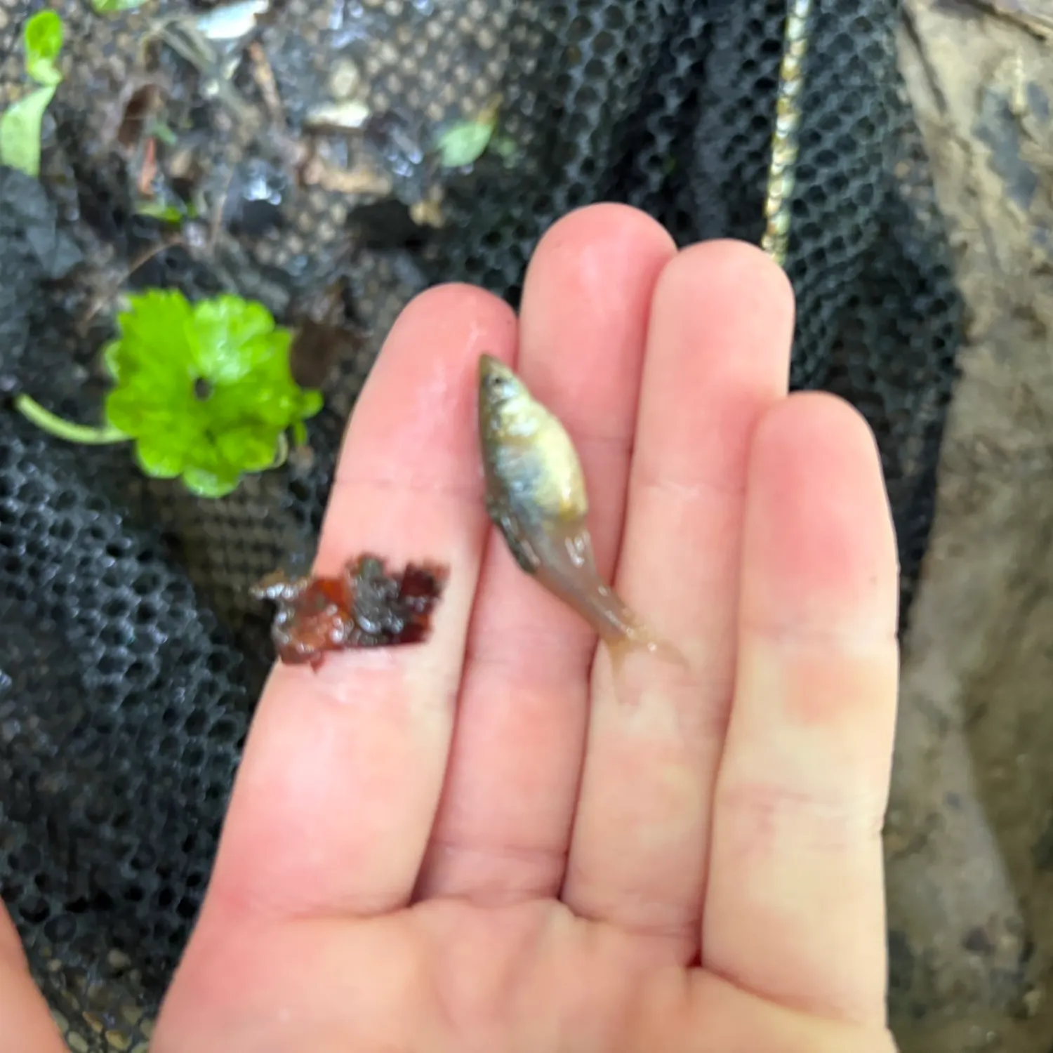 The most recent Striped killifish catches on Fishbrain