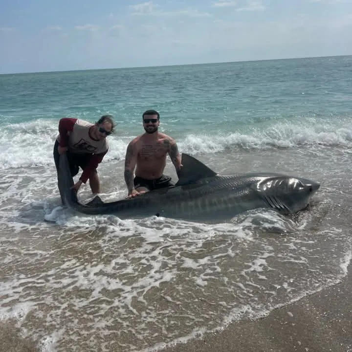 The most popular recent Tiger shark catch on Fishbrain
