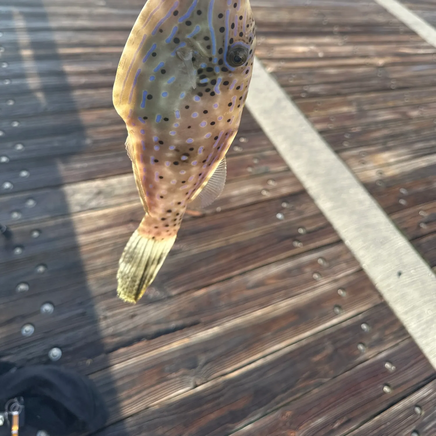 The most recent Snubnose pompano catches on Fishbrain