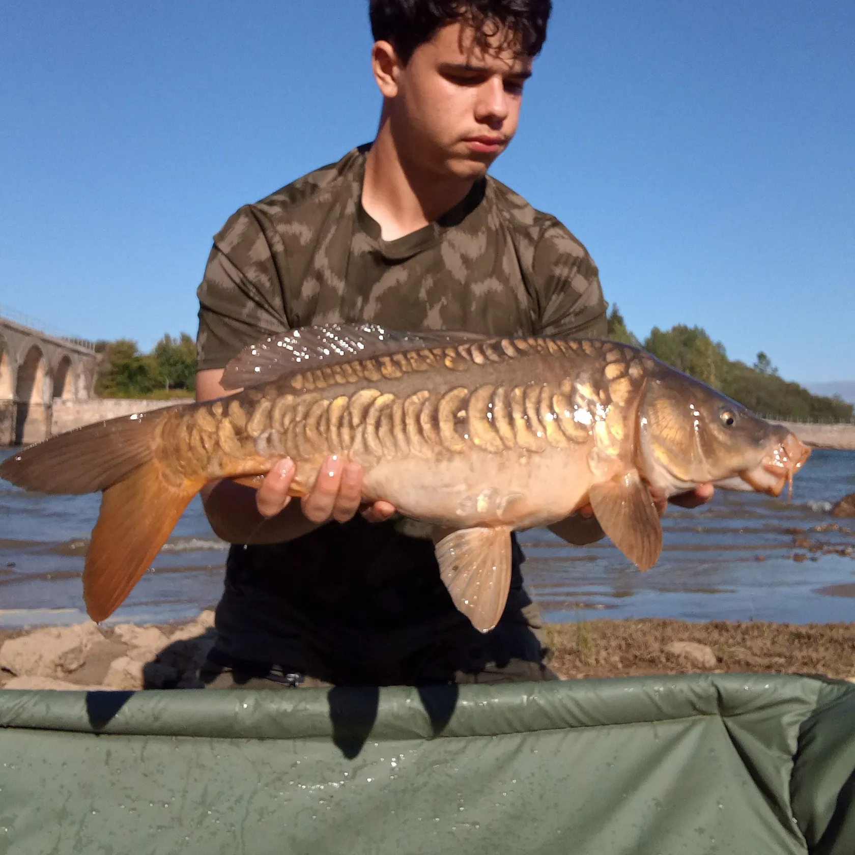 Mirror carp caught on Fishbrain