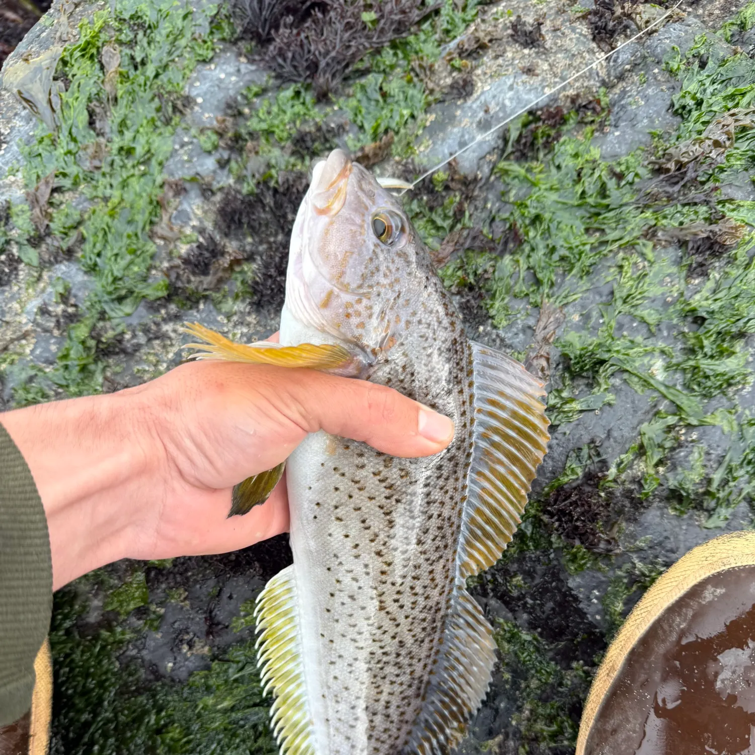 The most recent Kelp greenling catches on Fishbrain