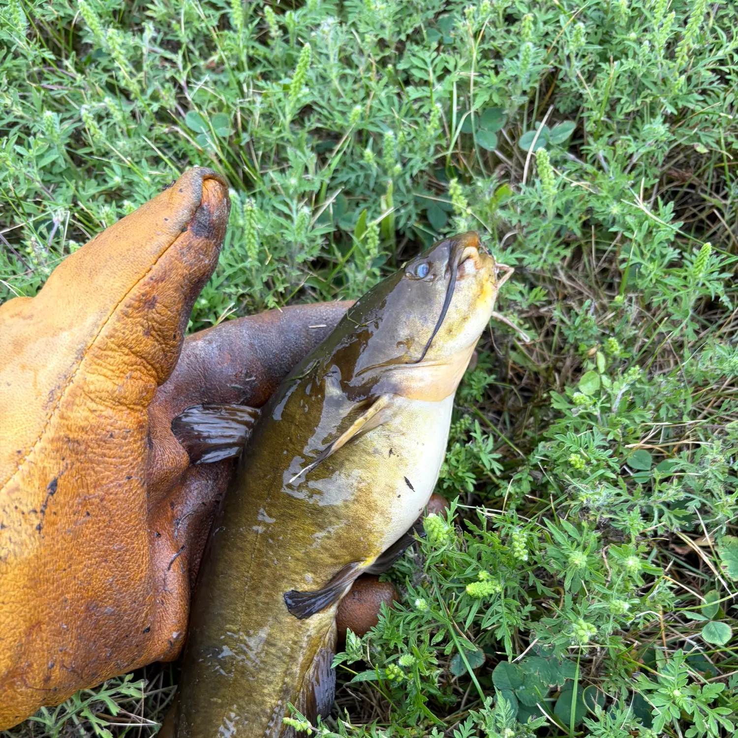 Yellow bullhead caught on Fishbrain