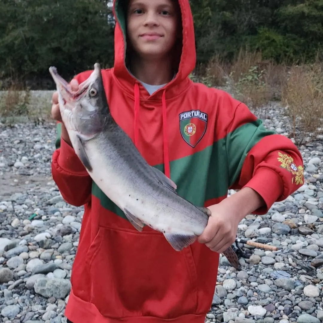 The most recent Pink salmon catches on Fishbrain