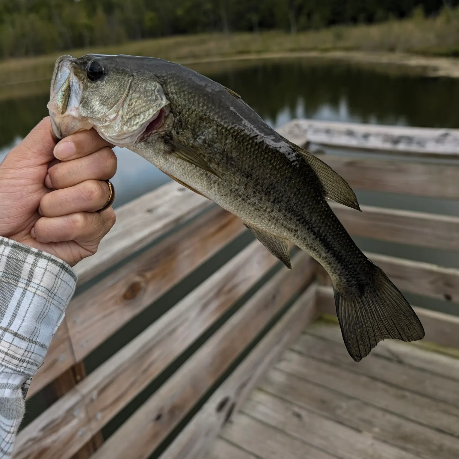 Largemouth bass caught on Fishbrain