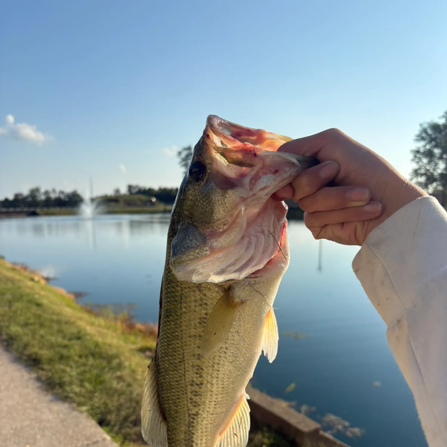 Largemouth bass caught on Fishbrain