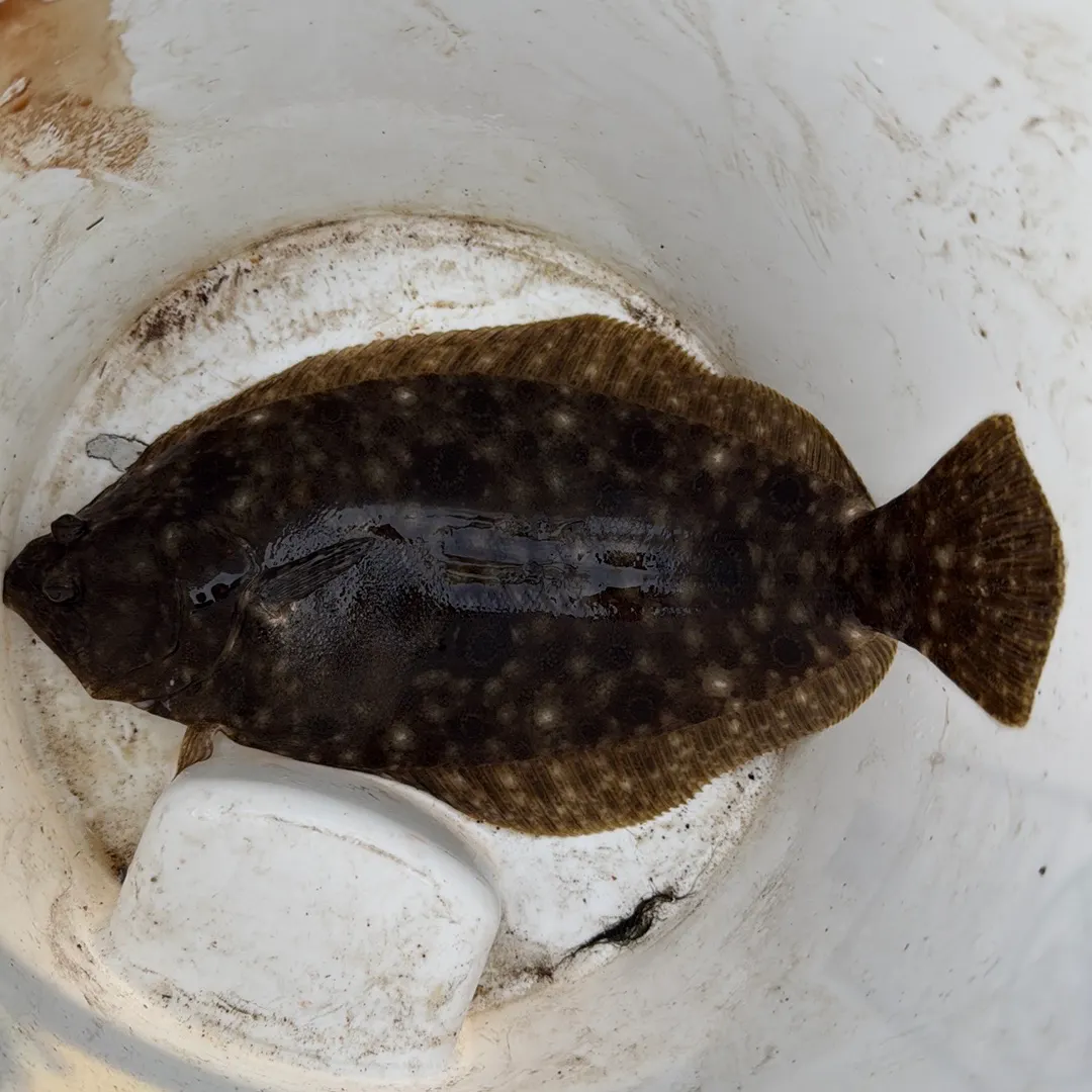 Summer flounder caught on Fishbrain