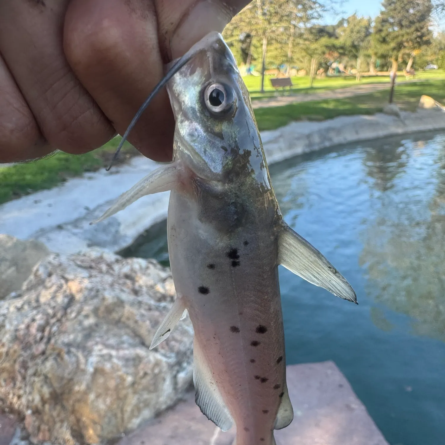 Channel catfish caught on Fishbrain
