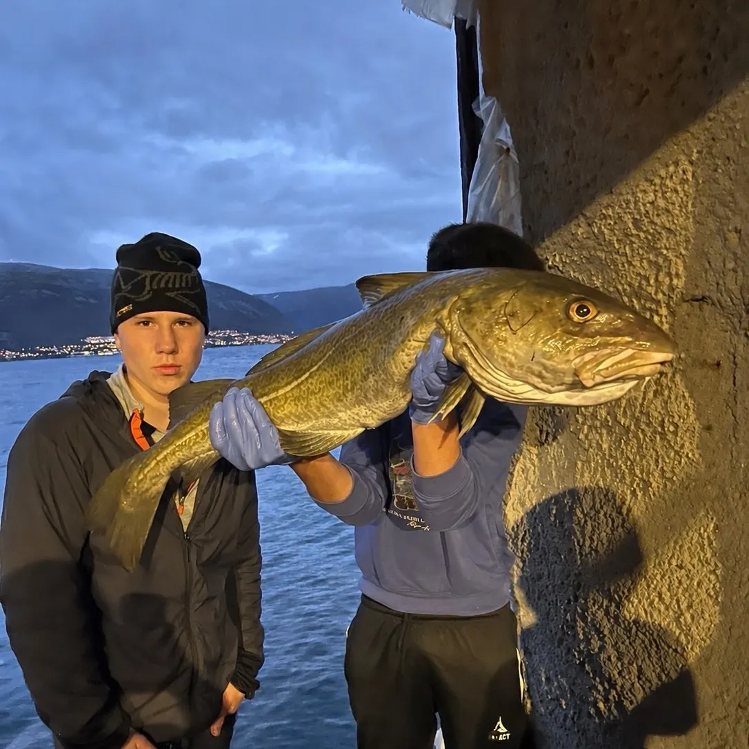 Atlantic cod caught on Fishbrain