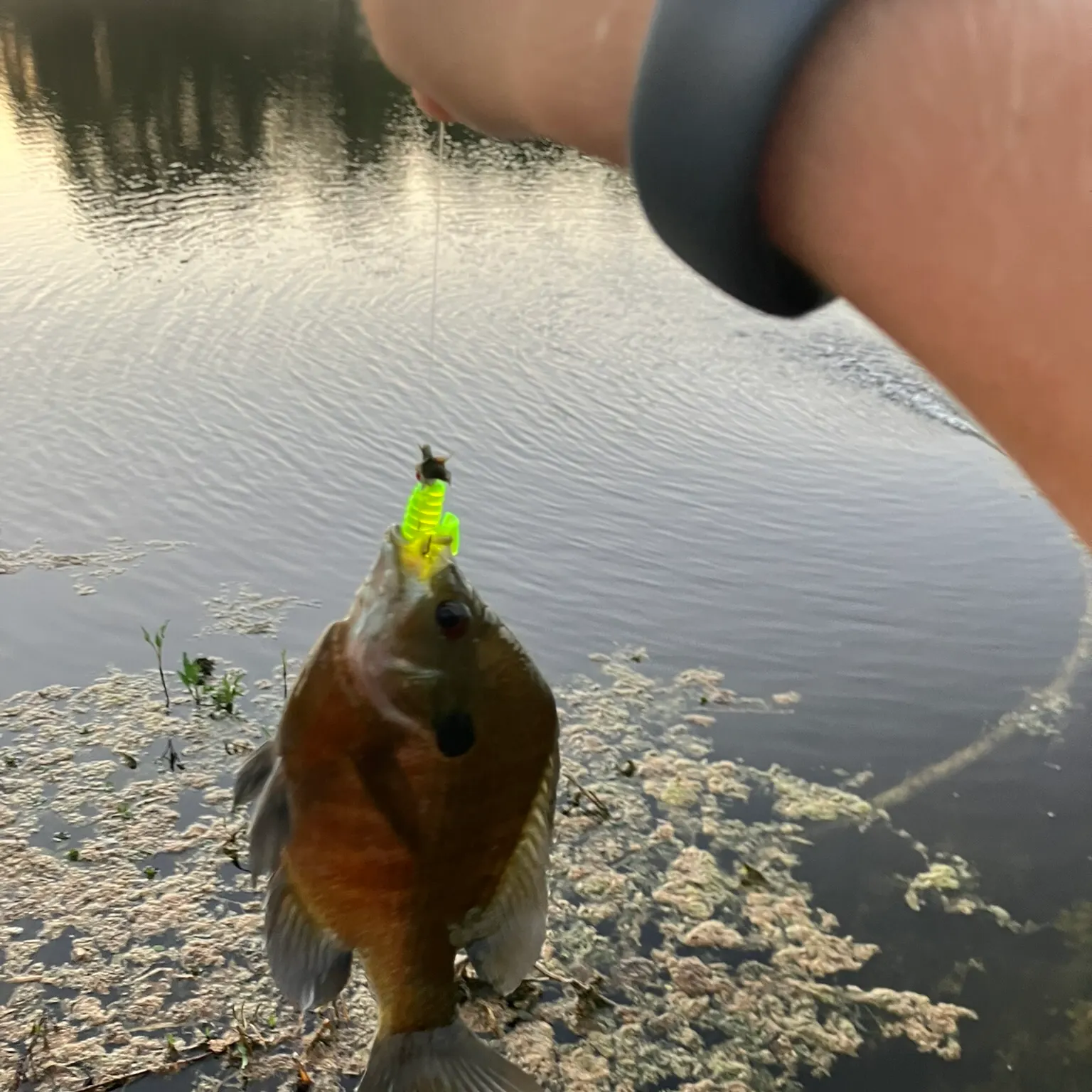Bluegill caught on Fishbrain