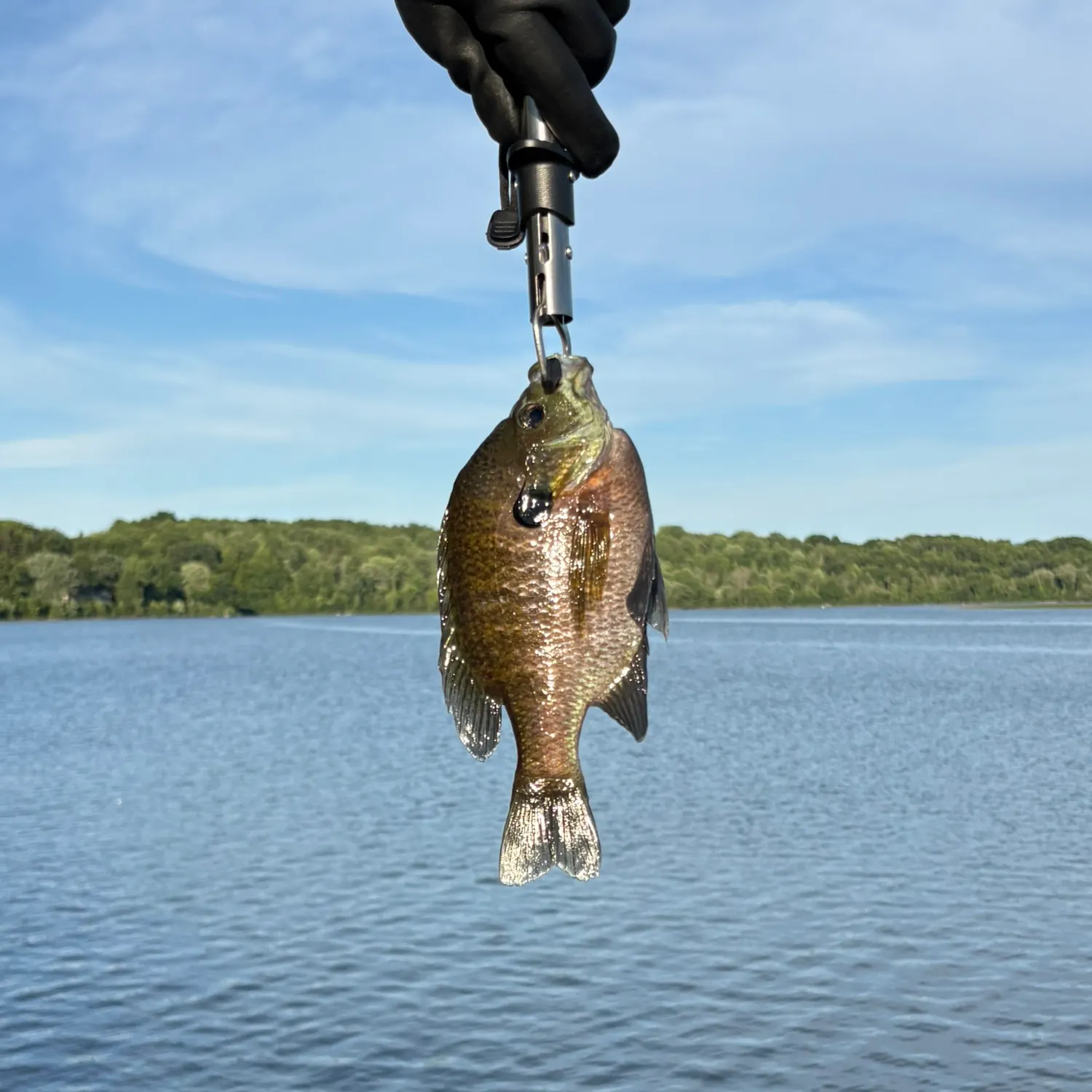 The most recent Northern sunfish catches on Fishbrain