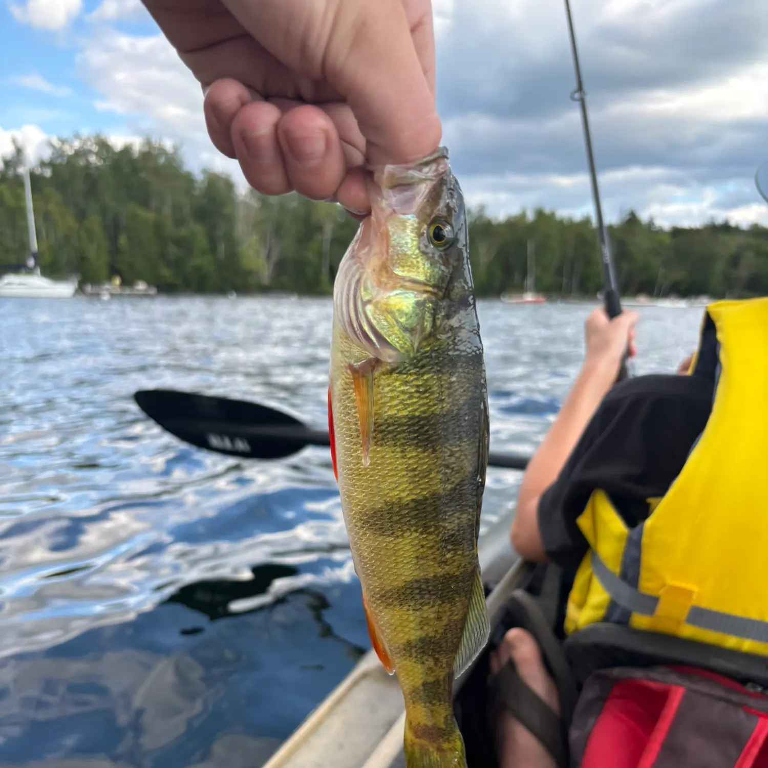 Yellow perch caught on Fishbrain