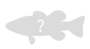 Orangespotted Filefish