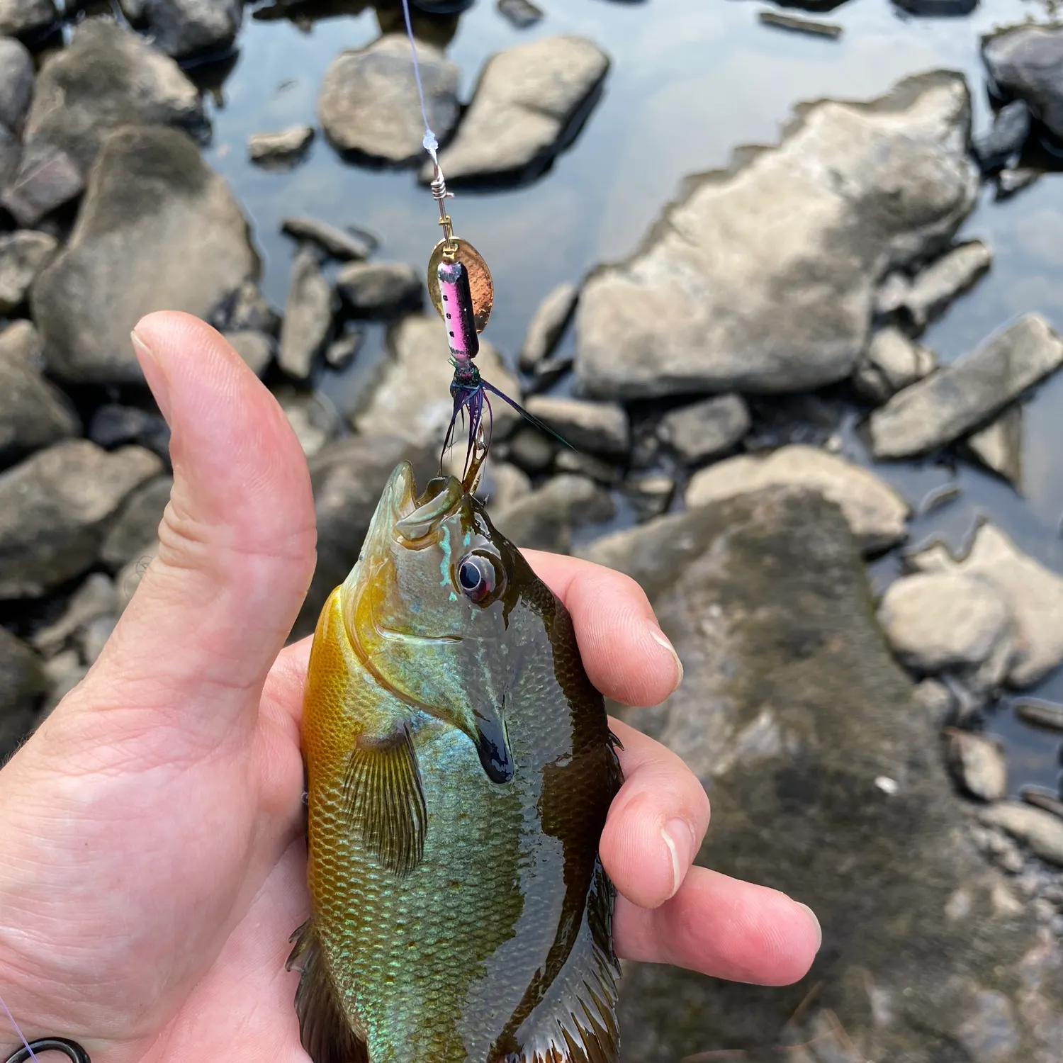 recently logged catches