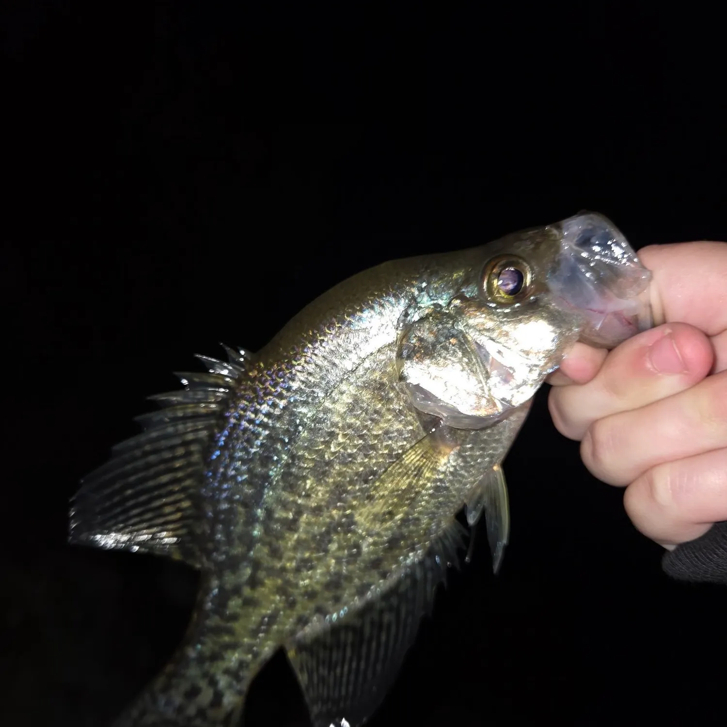 Black crappie caught on Fishbrain