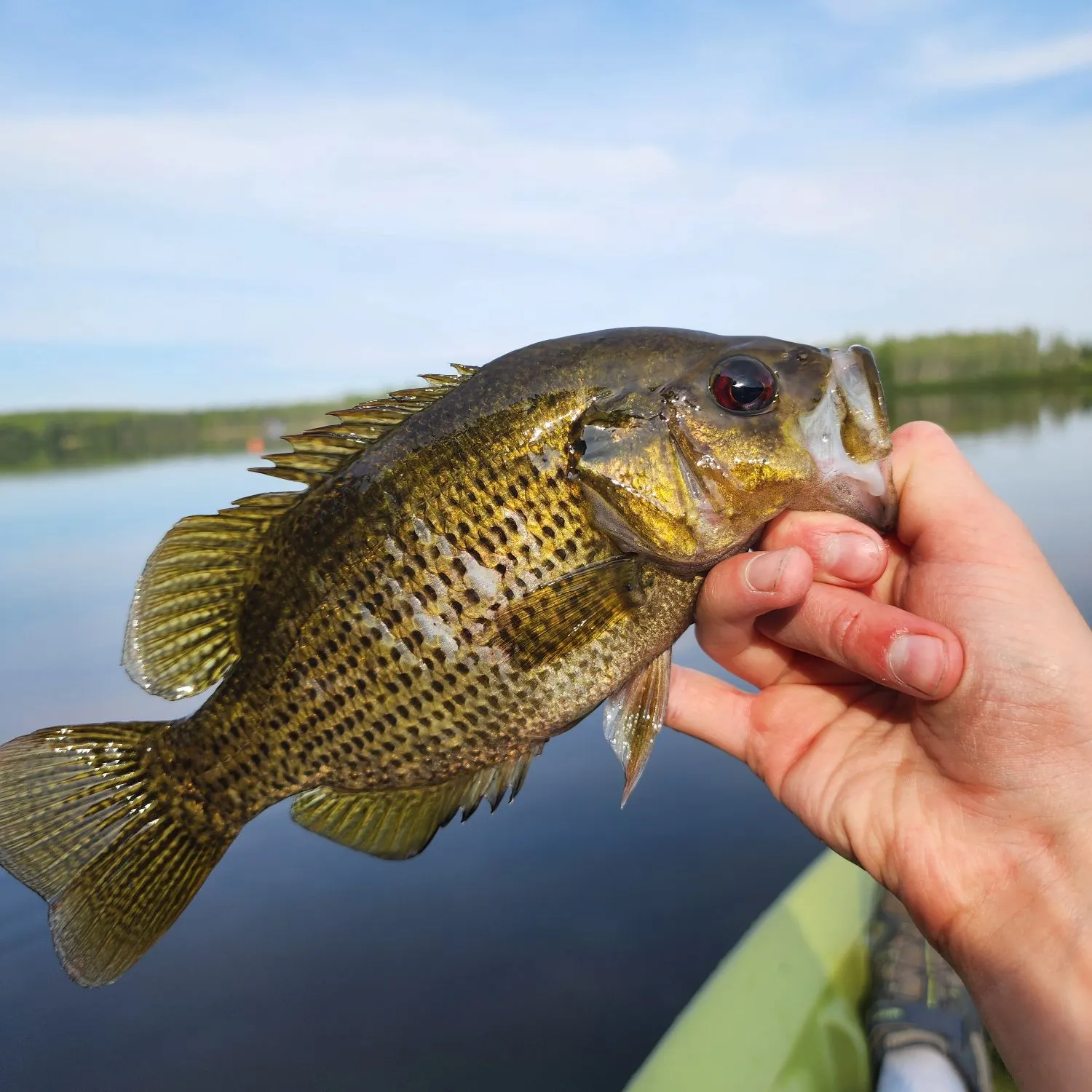 Rock bass caught on Fishbrain