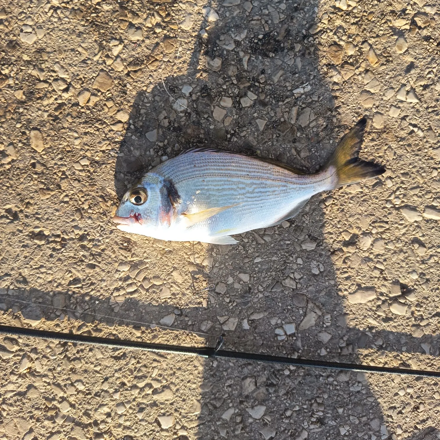 The most recent Gilthead seabream catches on Fishbrain