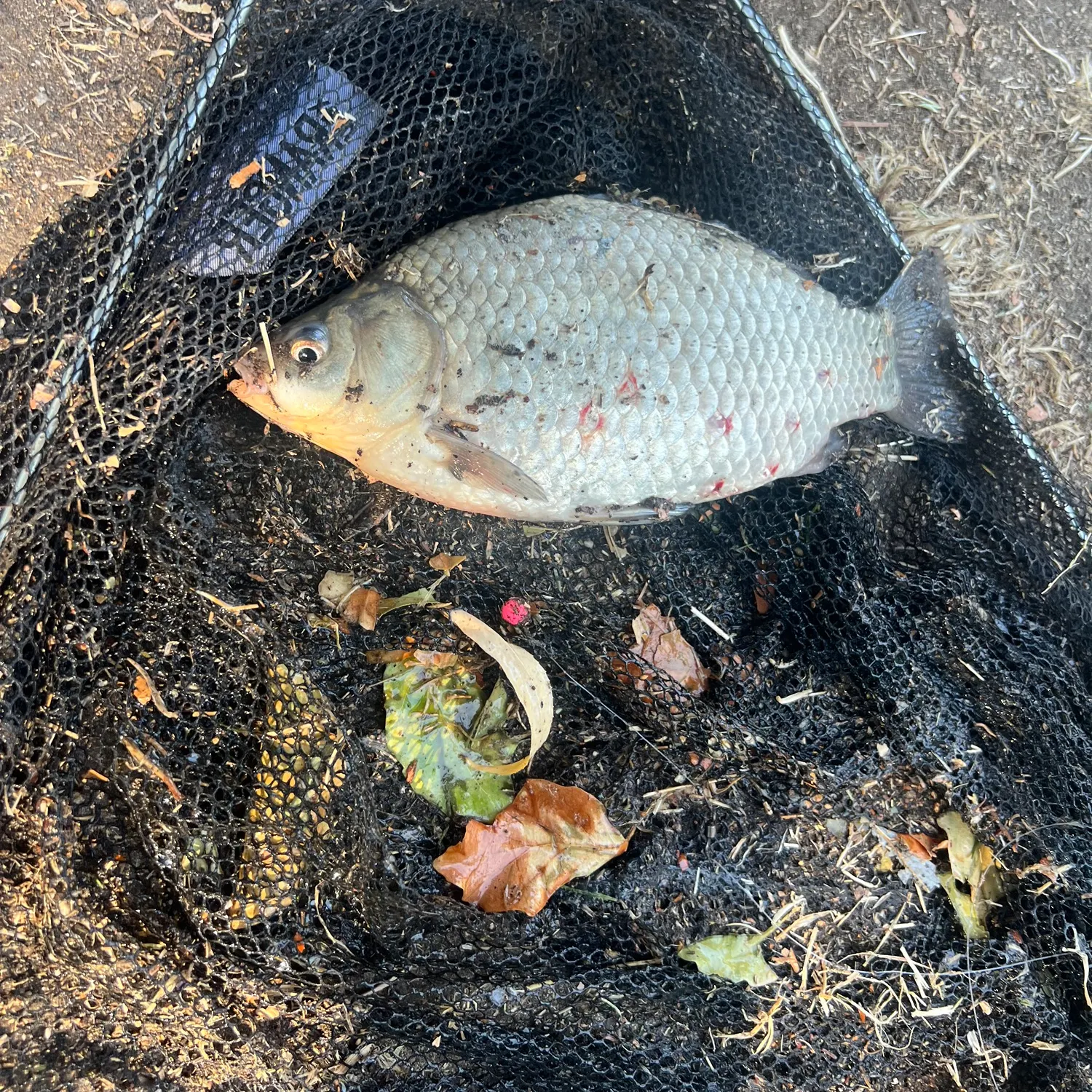 Crucian carp caught on Fishbrain