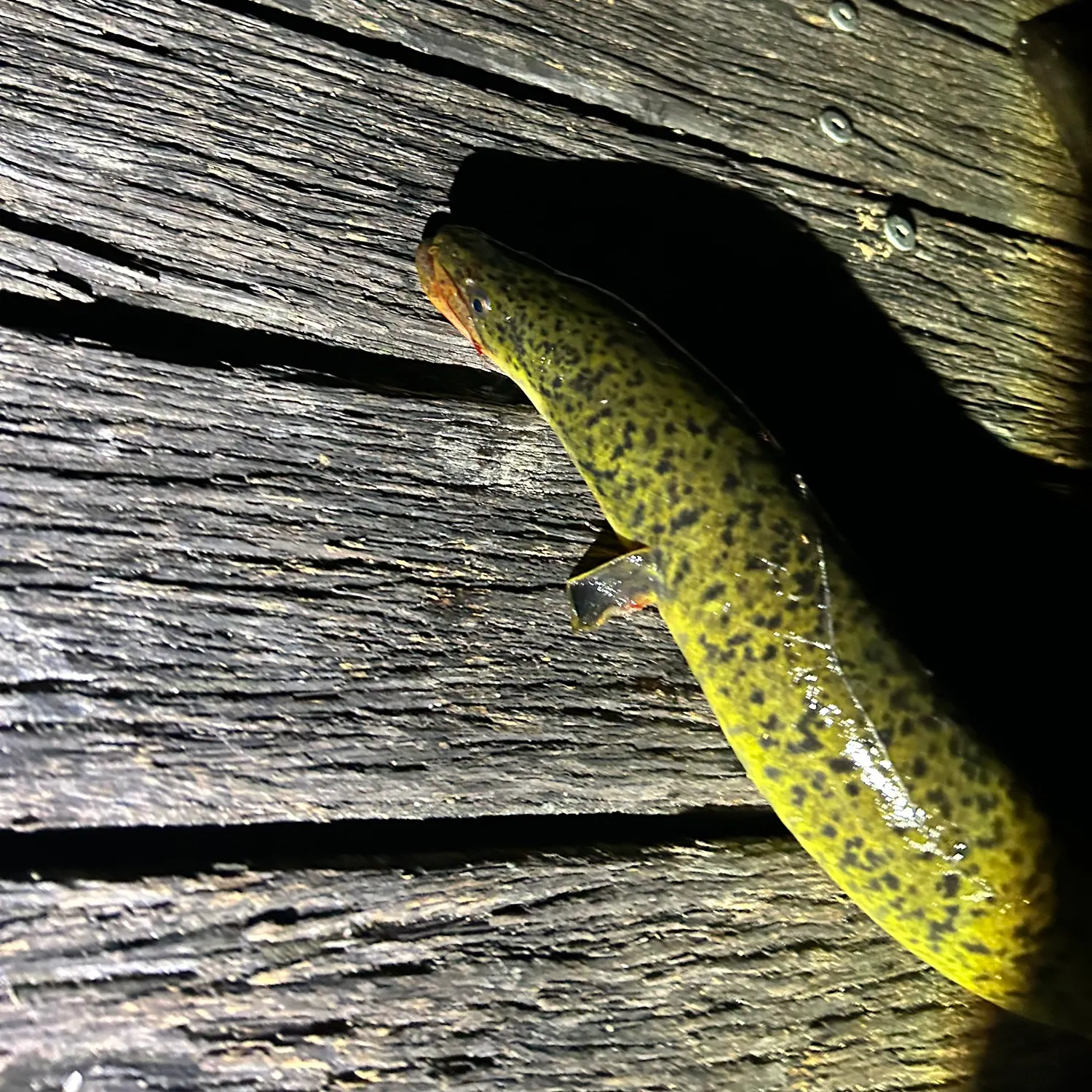 The most recent Speckled longfin eel catches on Fishbrain