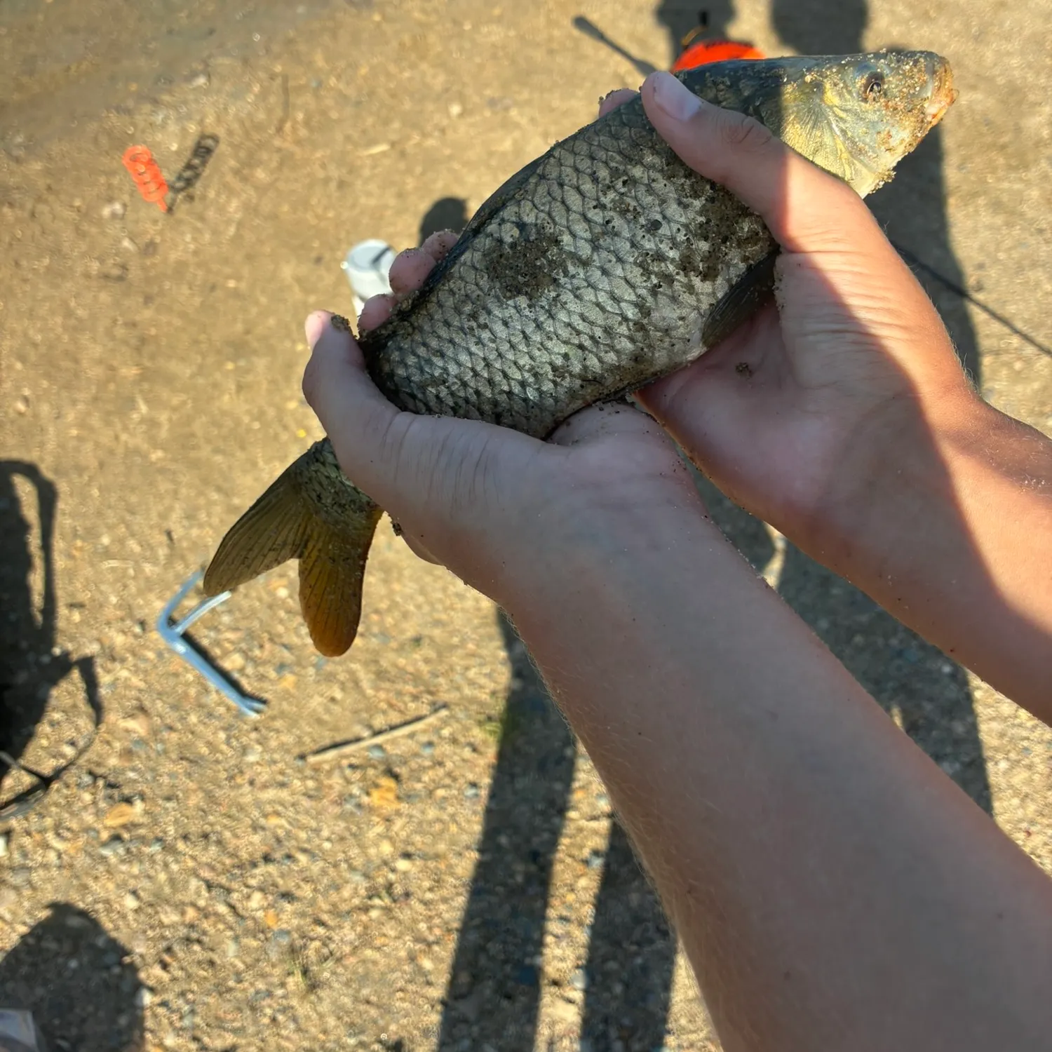 Common carp caught on Fishbrain