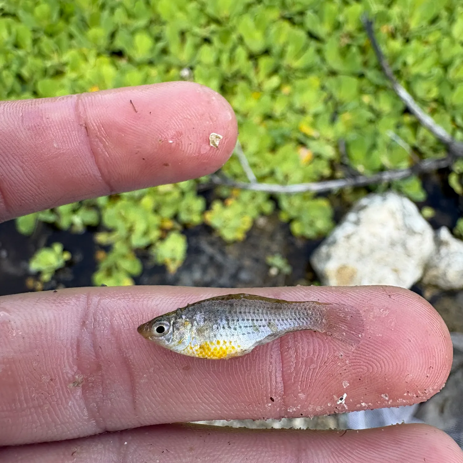 The most recent Sailfin Molly catches on Fishbrain