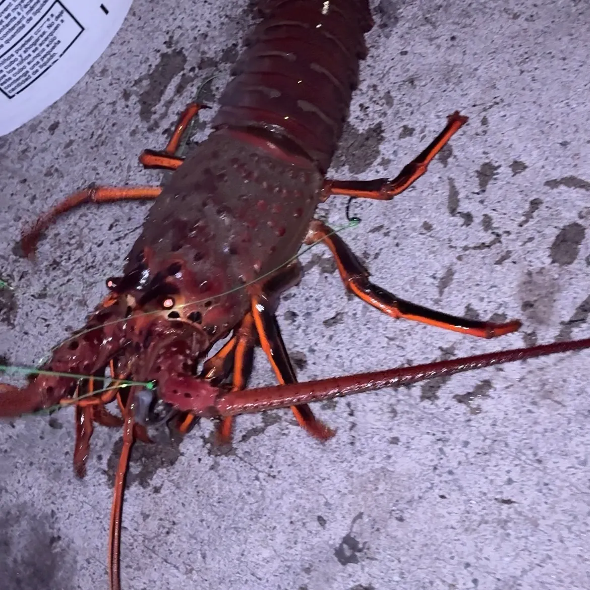 Southern rock lobster caught on Fishbrain