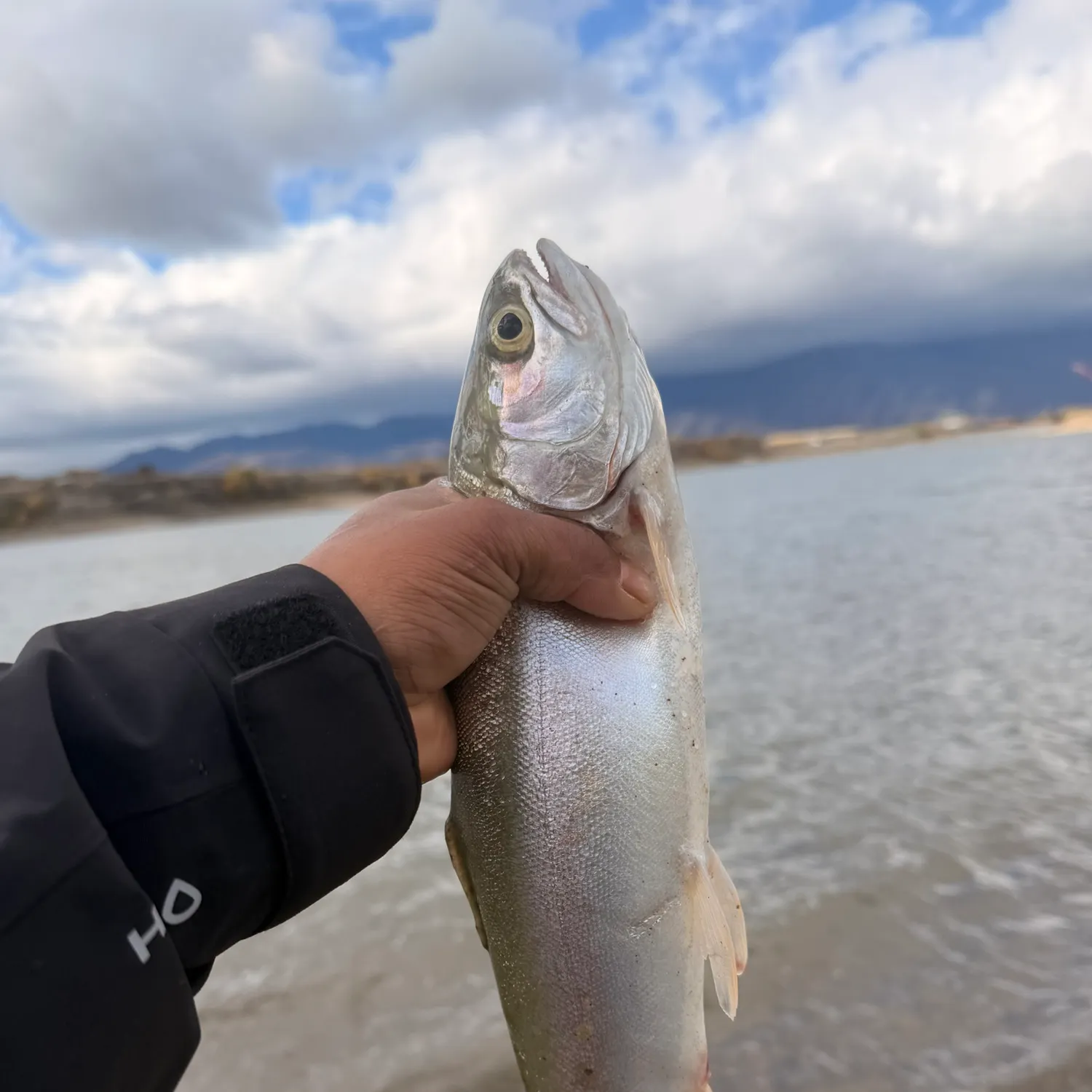 Steelhead caught on Fishbrain