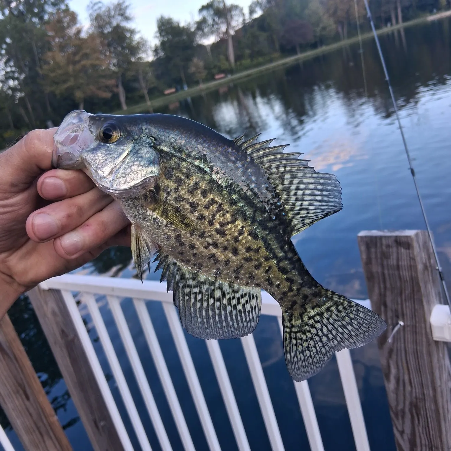 Black crappie caught on Fishbrain