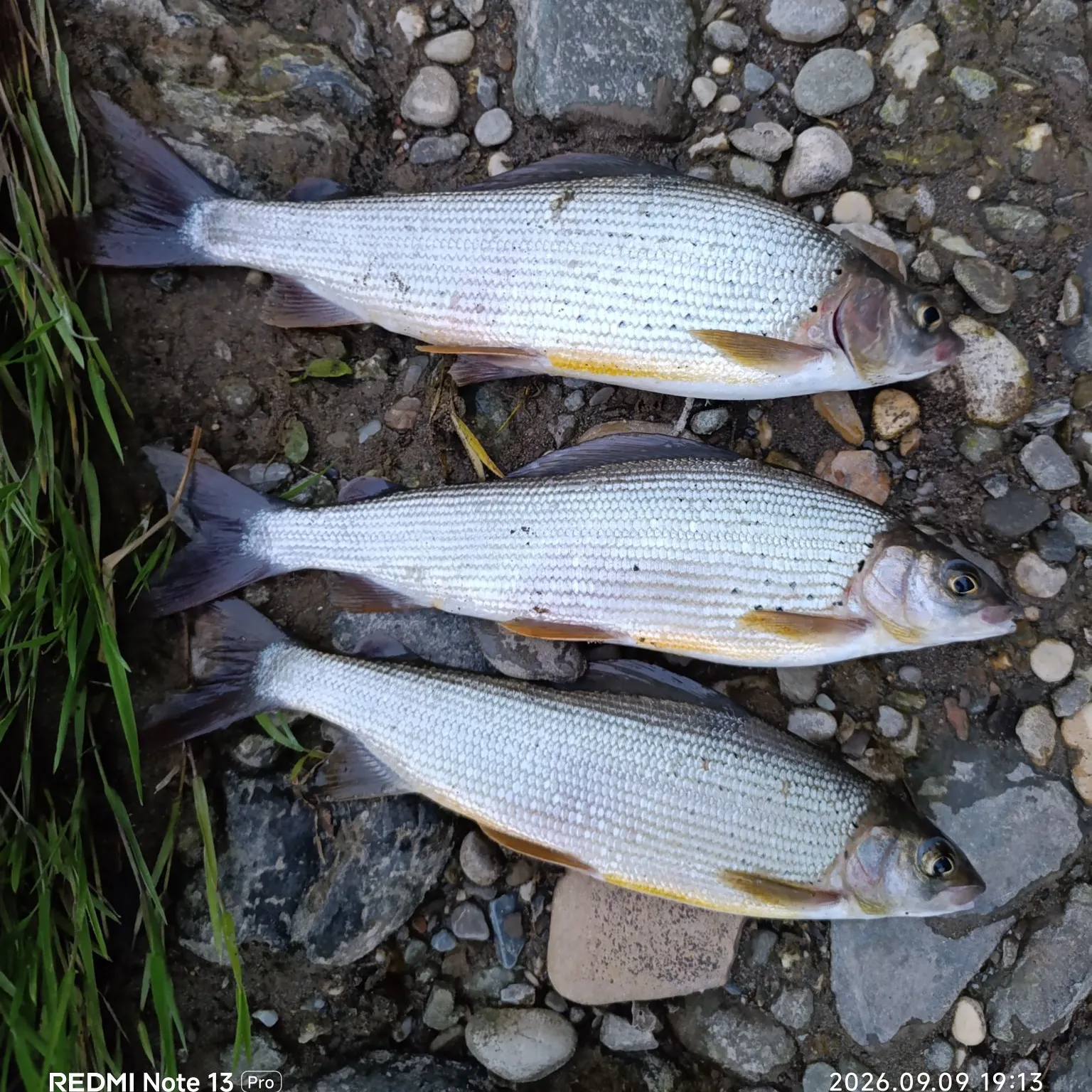 European grayling caught on Fishbrain