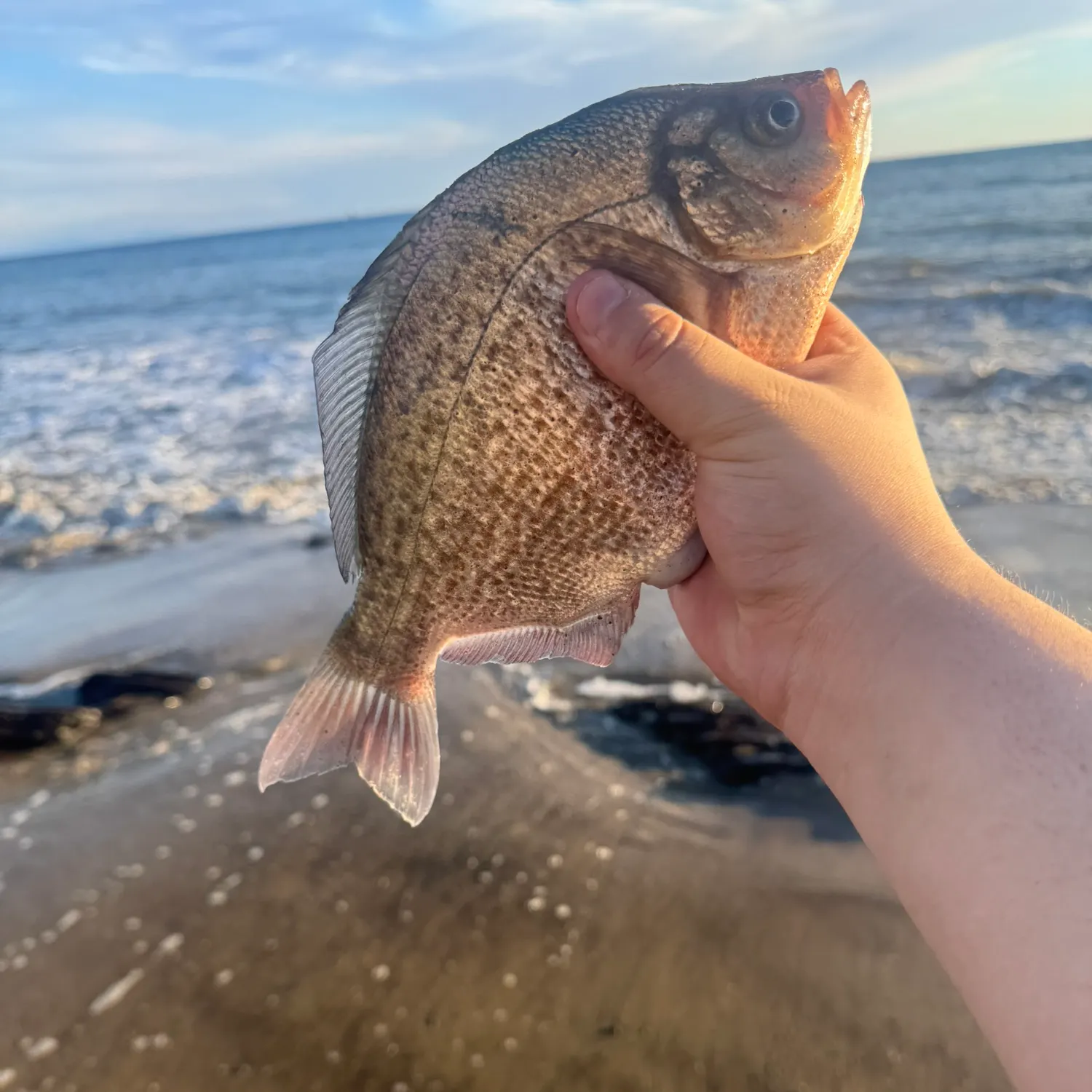 The most recent Calico surfperch catches on Fishbrain