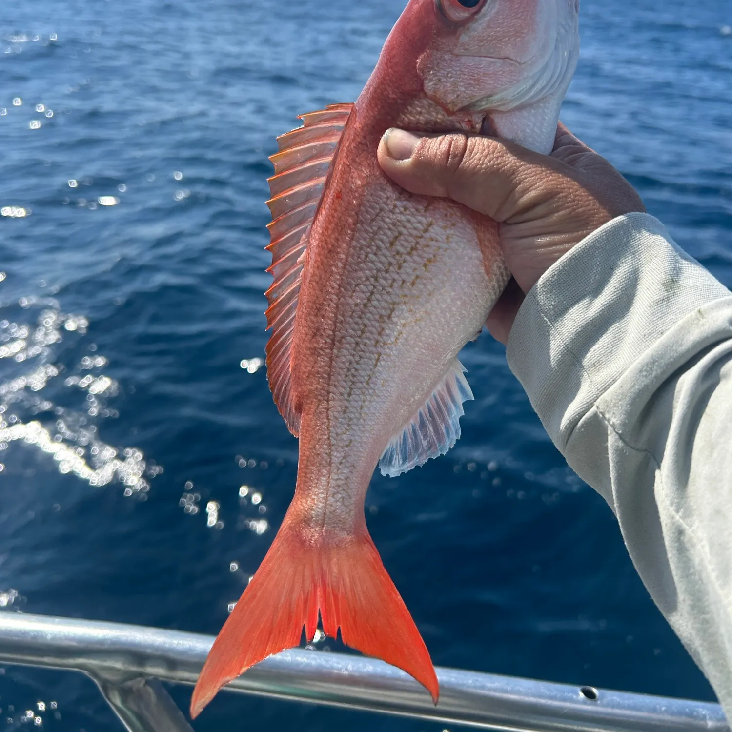 The most recent Vermilion snapper catches on Fishbrain