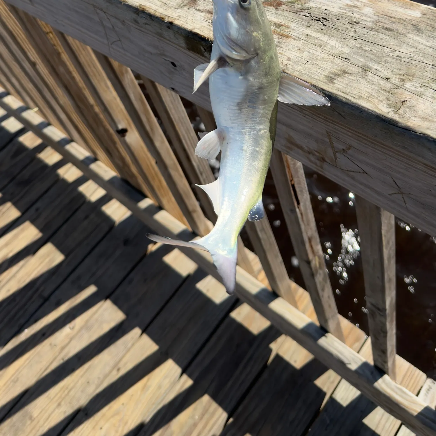 Gafftopsail sea catfish caught on Fishbrain