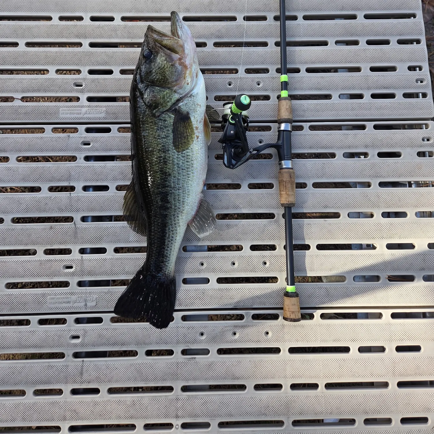 Largemouth bass caught on Fishbrain