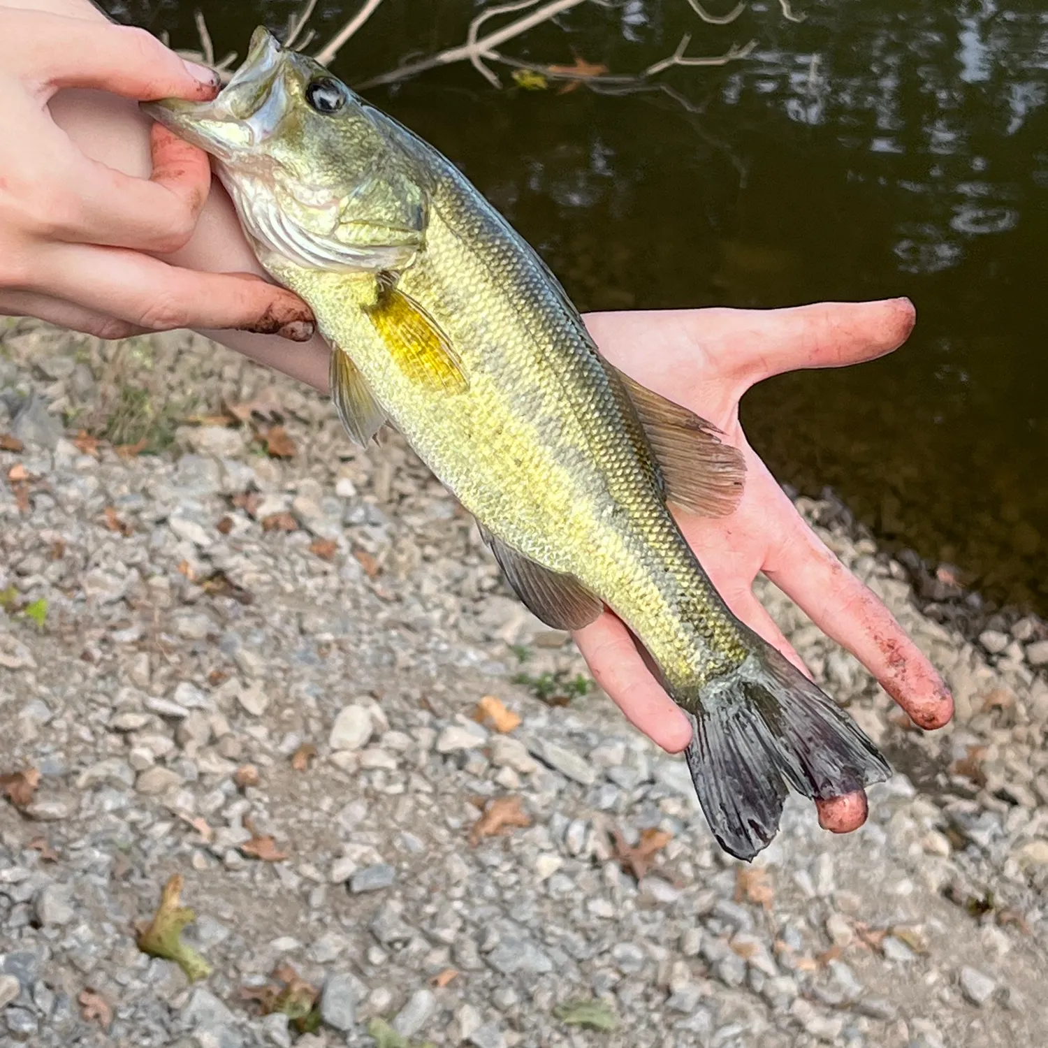 Fish caught on Fishbrain