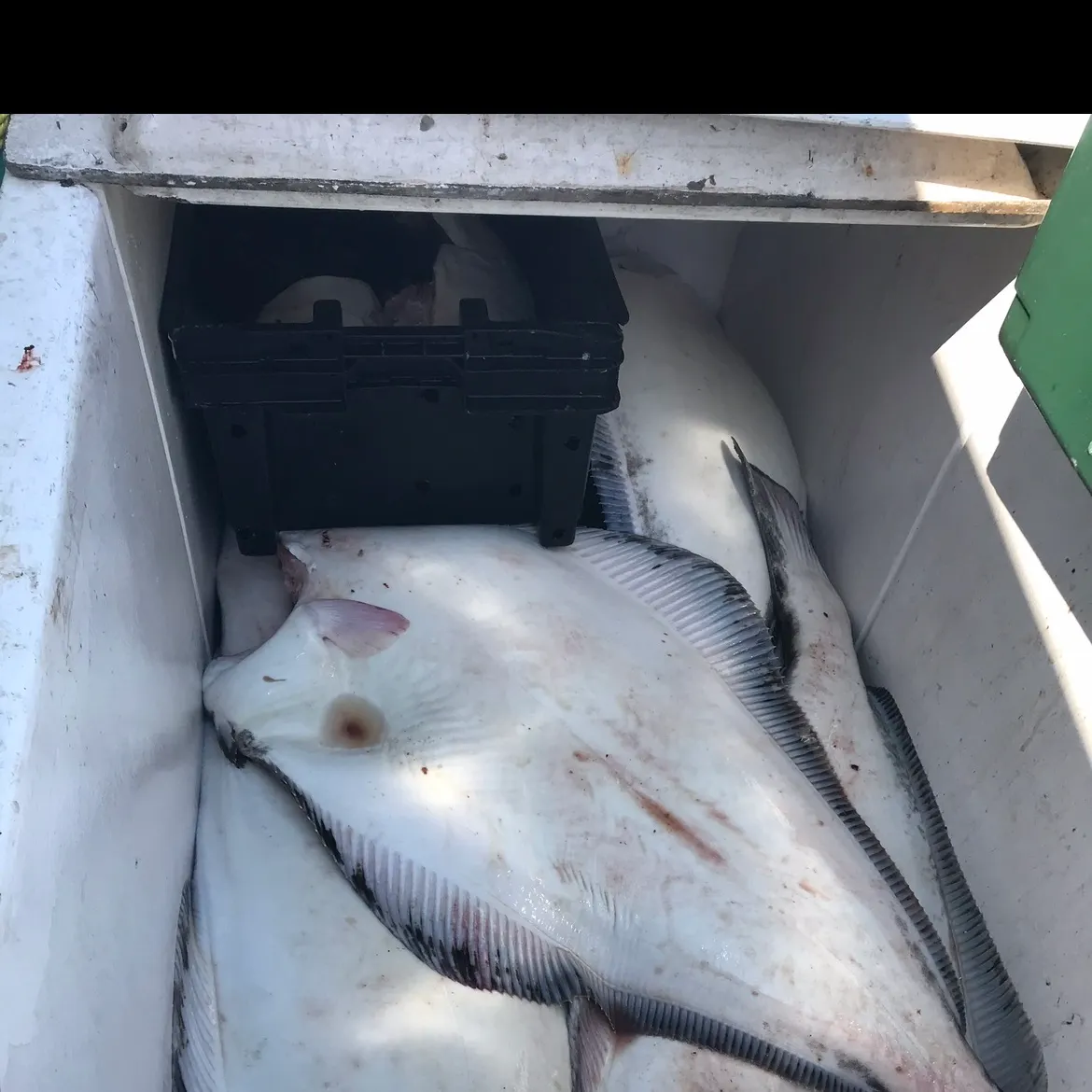 The most recent Atlantic halibut catches on Fishbrain