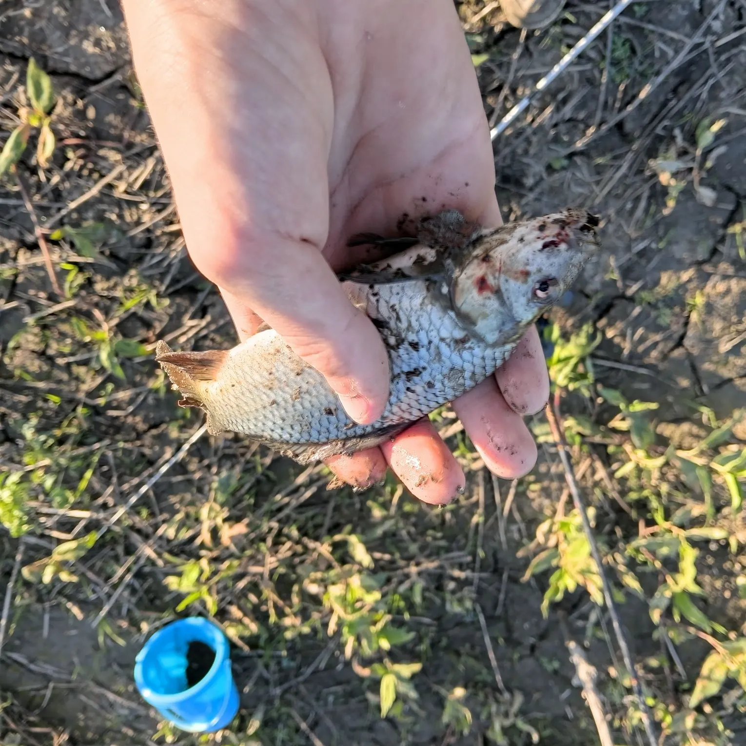 Common carp caught on Fishbrain