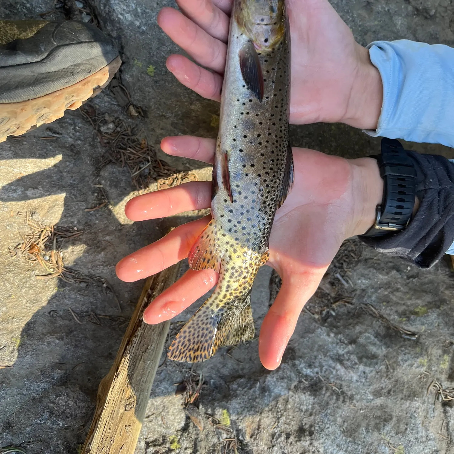 The most recent Rocky Mountain cutthroat trout catches on Fishbrain