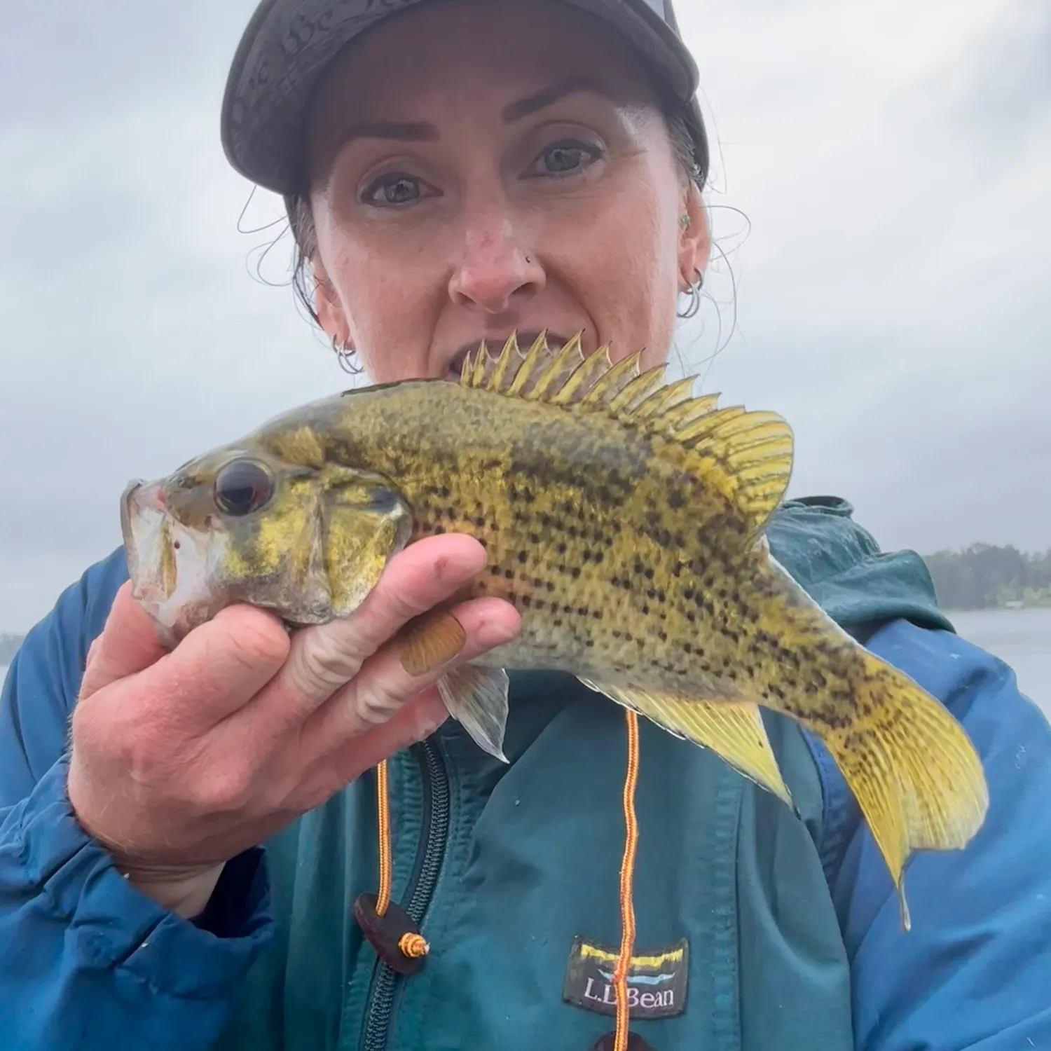 Rock bass caught on Fishbrain