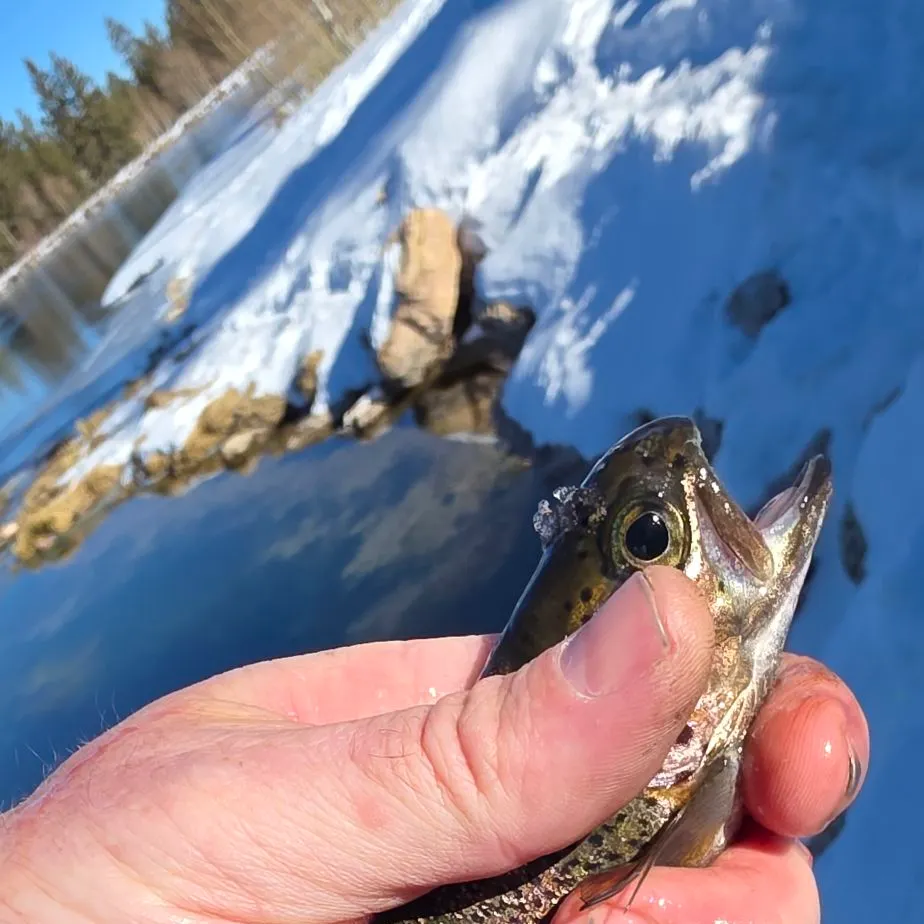 The most recent Rainbow trout catches on Fishbrain