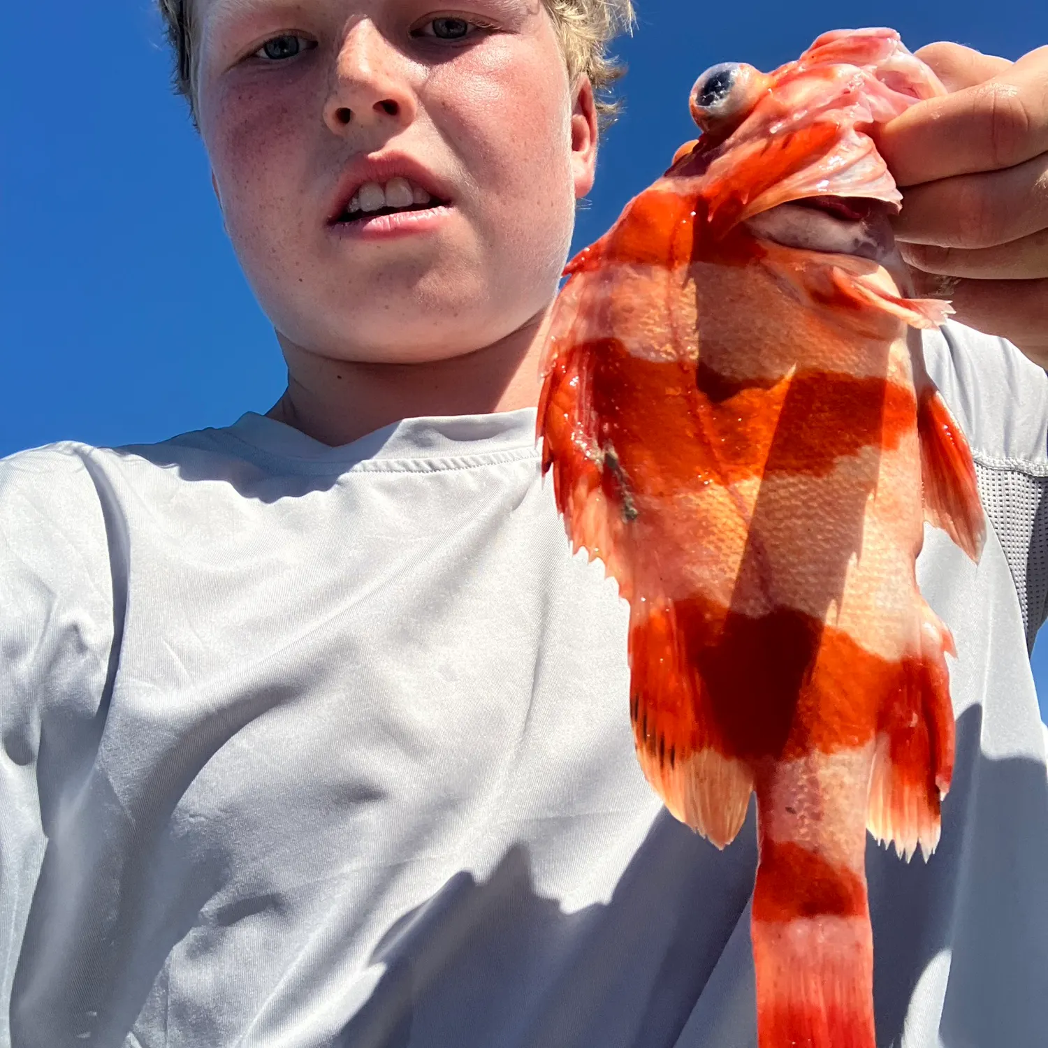 The most recent Blacktip grouper catches on Fishbrain