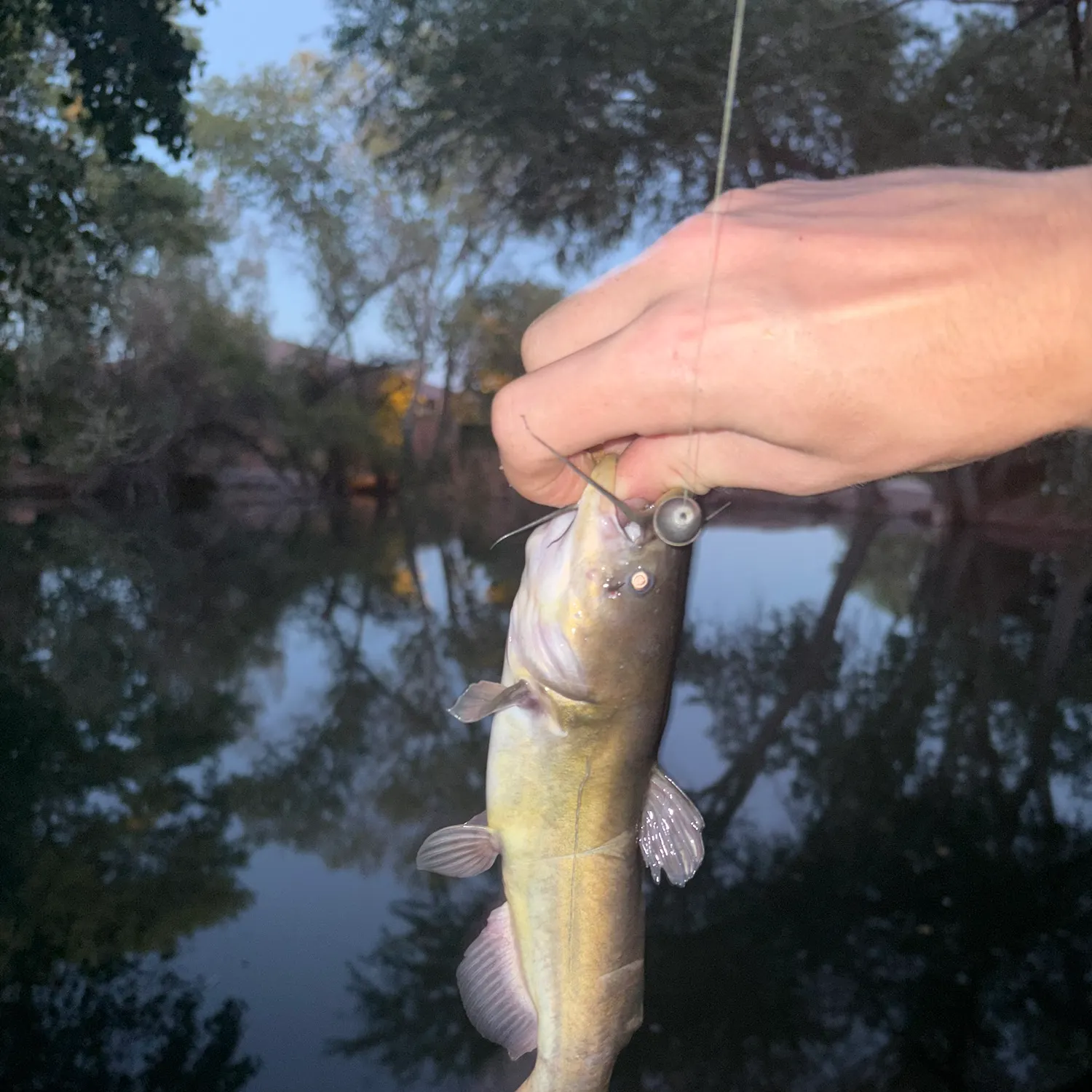 Black bullhead caught on Fishbrain