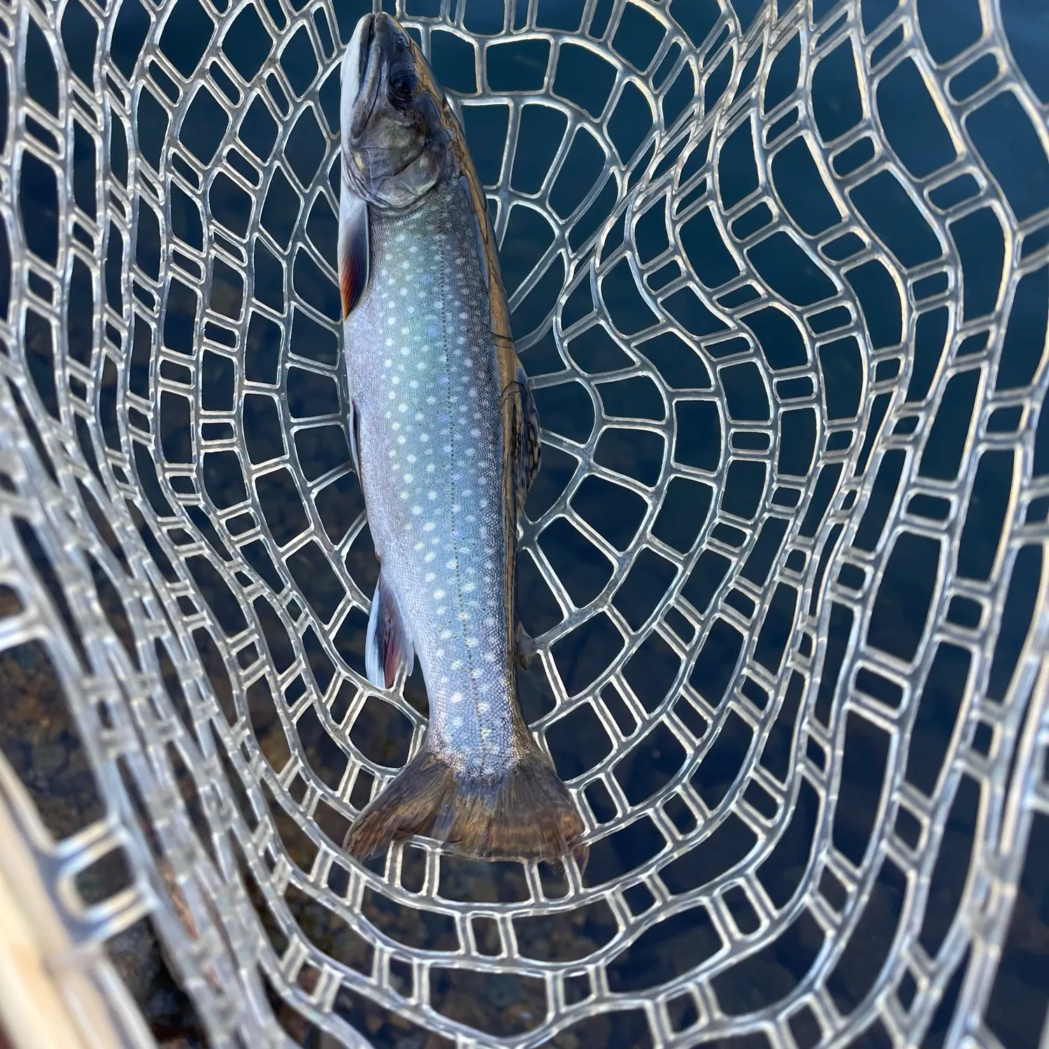 Brook trout caught on Fishbrain