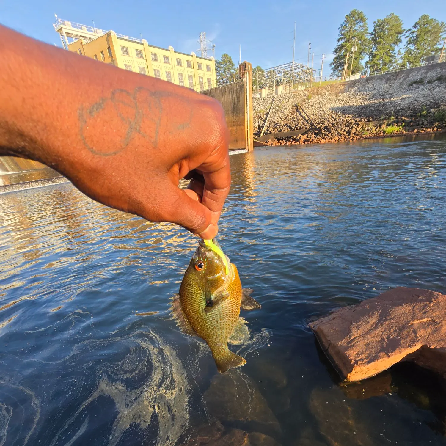 Rock bass caught on Fishbrain