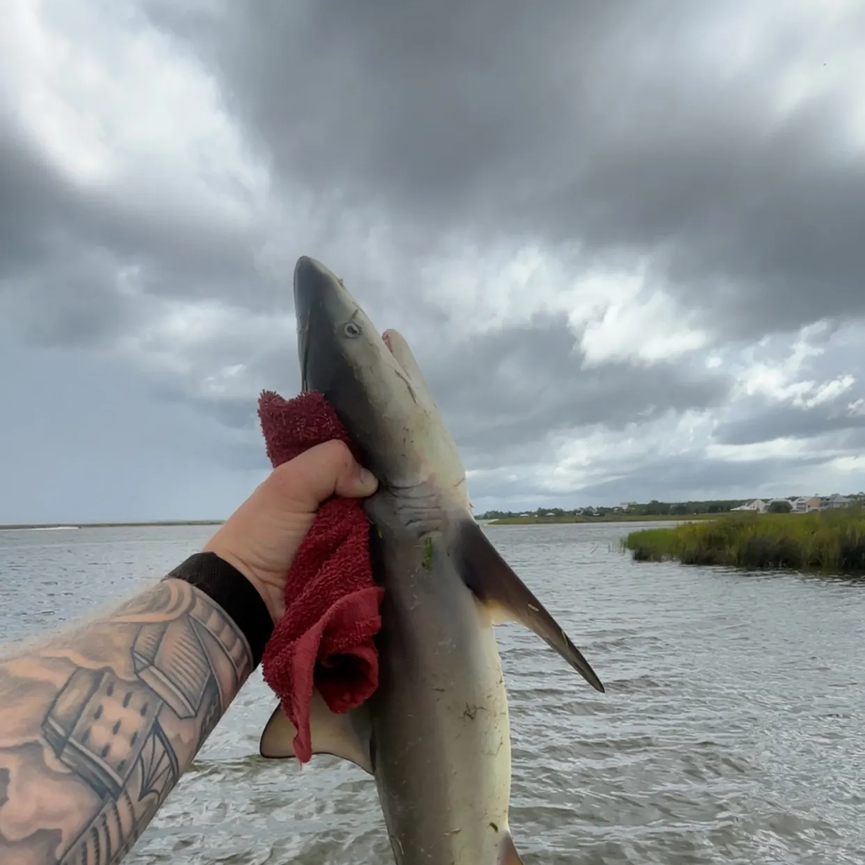 Blacktip shark caught on Fishbrain